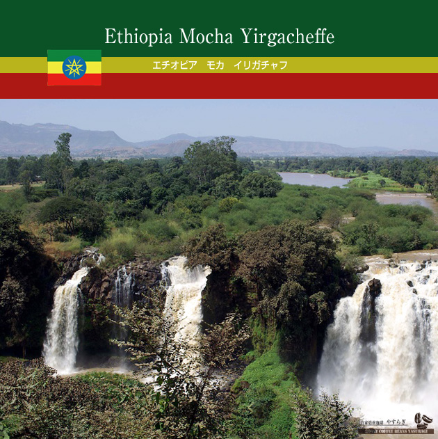 エチオピア モカ イリガチャフ