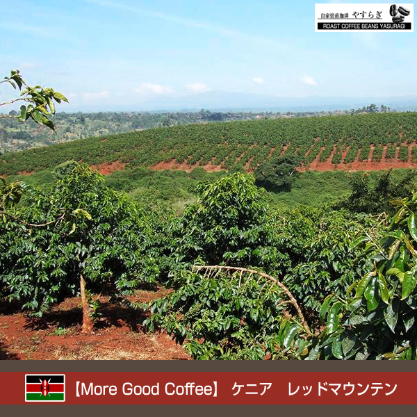 【More Good Coffee】ケニア レッドマウンテン (TINGANGA農園)